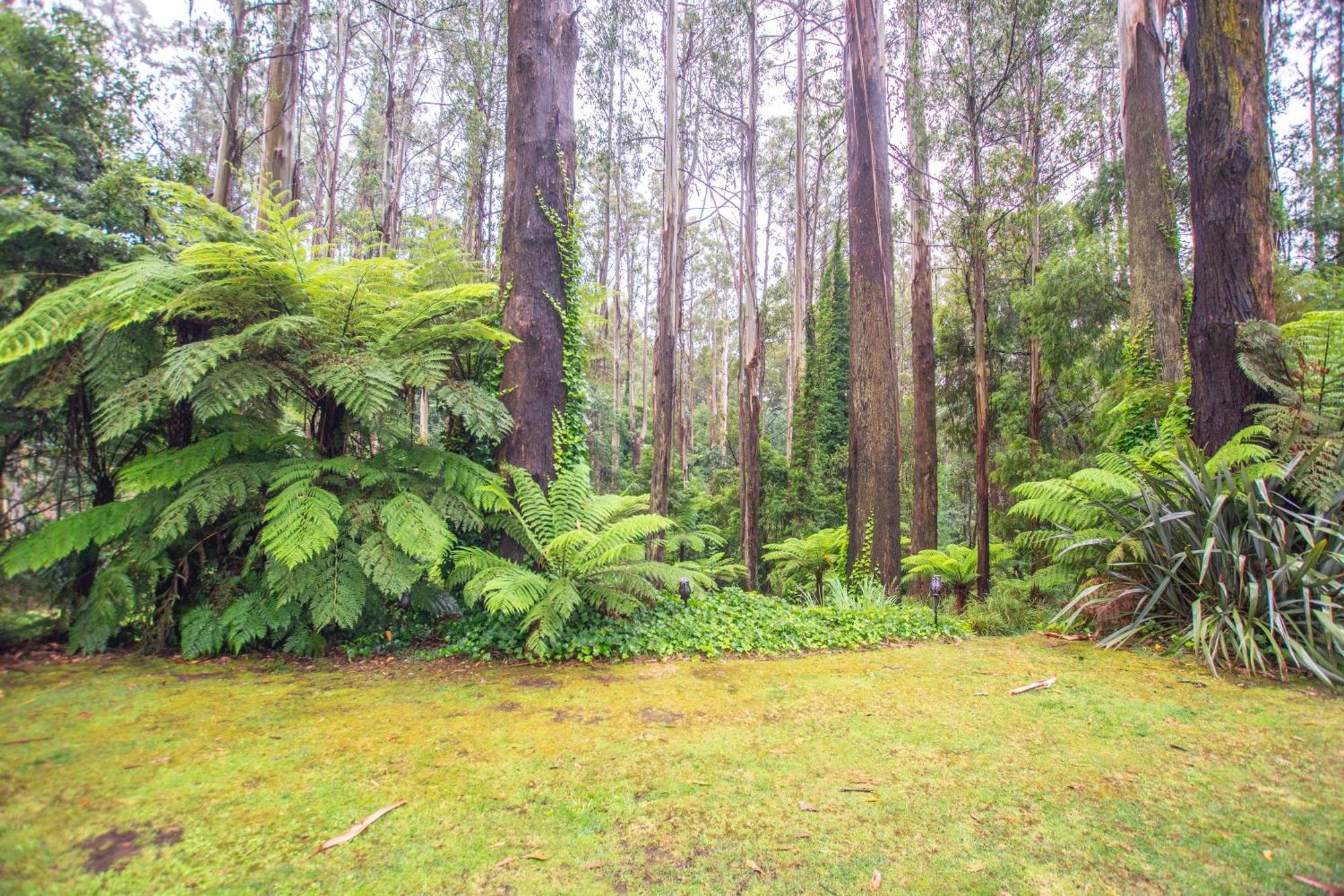 The Fernglen Forest Retreat Mount Dandenong Exterior photo