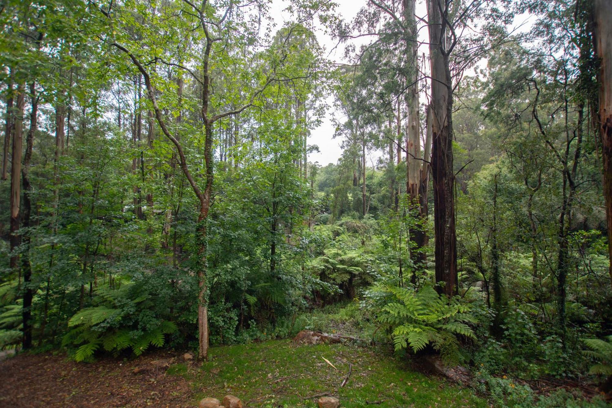 The Fernglen Forest Retreat Mount Dandenong Exterior photo