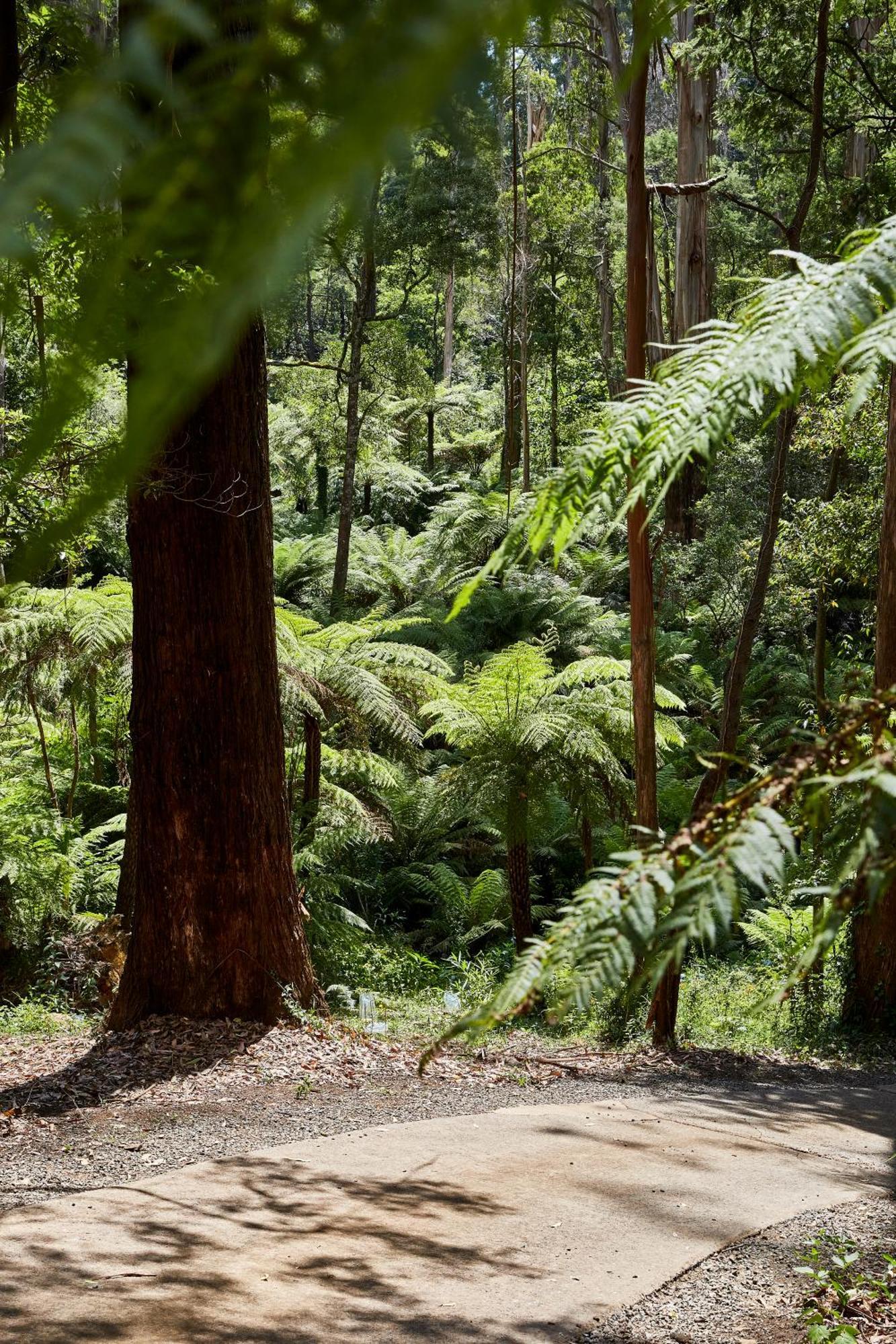 The Fernglen Forest Retreat Mount Dandenong Exterior photo