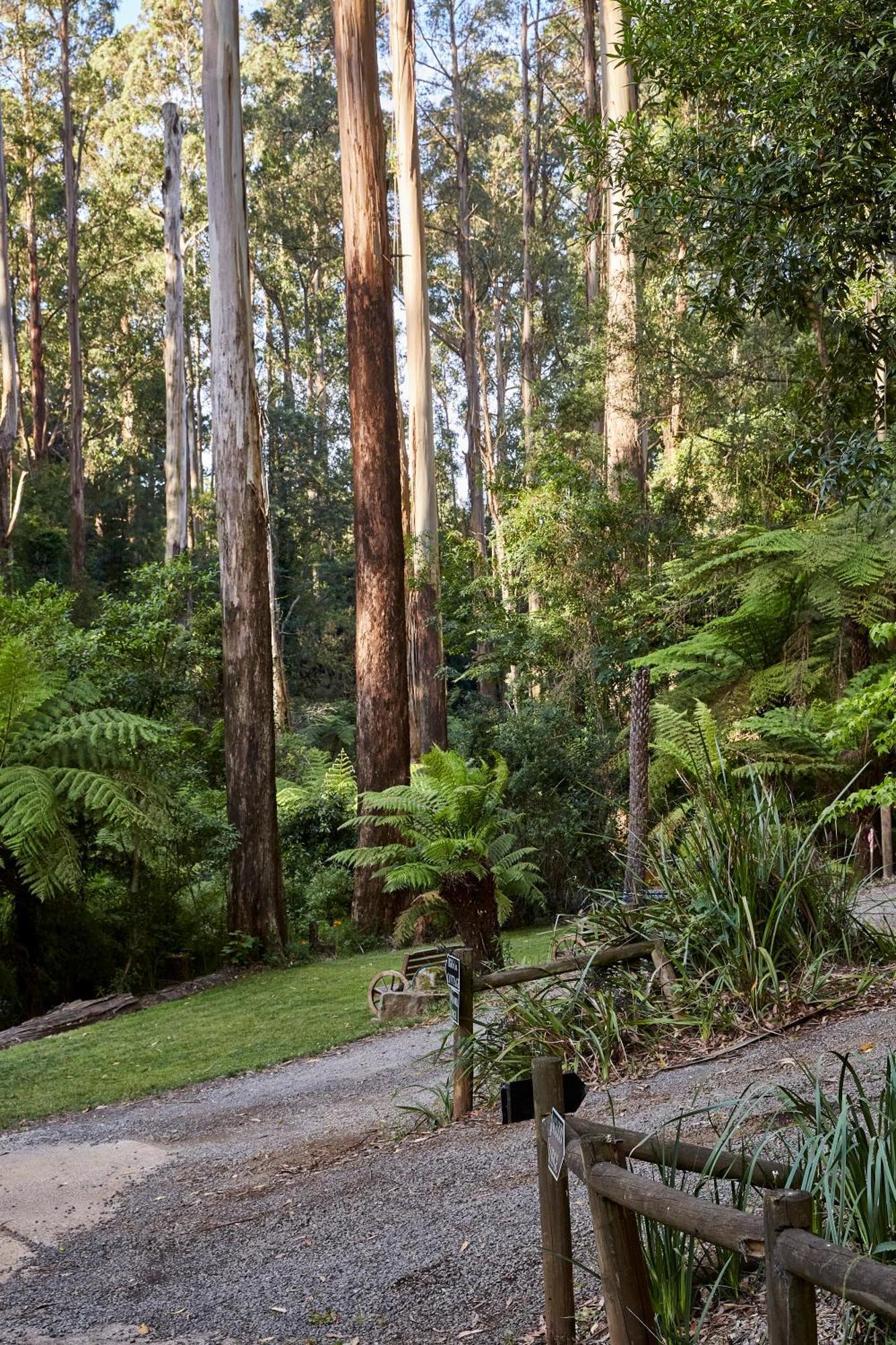 The Fernglen Forest Retreat Mount Dandenong Exterior photo
